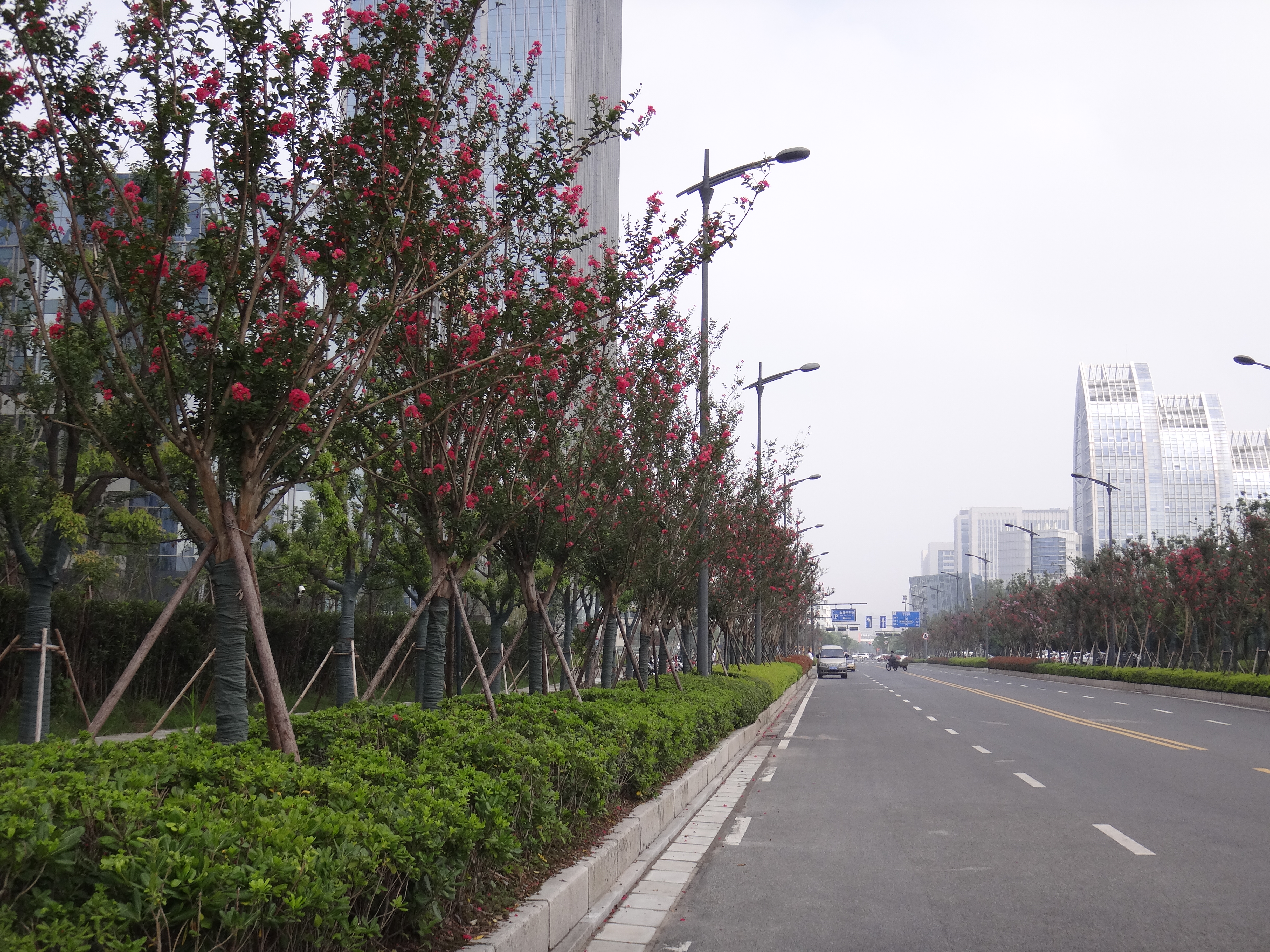 盐城城乡建设局 建设动态 紫薇盛花 街头增色